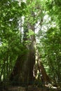 A giant tree in the rainforest Royalty Free Stock Photo