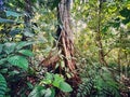 Giant tree in rainforest Royalty Free Stock Photo