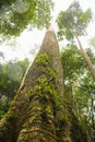 Giant tree,rainforest and fog uprisen angle Royalty Free Stock Photo