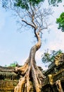 Giant tree on the roof of the tample