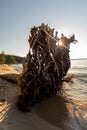 A giant tree root at Pictured Rock National Lakeshore beach Michigan