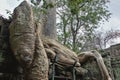 Giant tree roots entwine the ruins of an ancient temple.