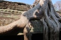 Giant tree roots growing over ancient temple ruins, angkor wat, cambodia, khmer civilisation Royalty Free Stock Photo