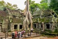 Giant tree with giant roots growing on Taprom temple ( Tom ridder Temple ) in Siem reap city. Cambodia