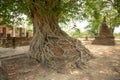 Giant Tree Roots, Sukhothai historical park, Thailand Royalty Free Stock Photo