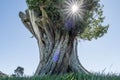 Giant tree sits alone in a empty landscape