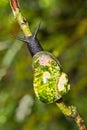 Giant Tree Snail, Sinharaja National Park Rain Forest, Sri Lanka Royalty Free Stock Photo