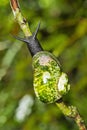 Giant Tree Snail, Sinharaja National Park Rain Forest, Sri Lanka Royalty Free Stock Photo