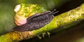 Giant Tree Snail, Sinharaja National Park Rain Forest, Sri Lanka Royalty Free Stock Photo