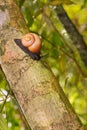 Giant Tree Snail, Sinharaja National Park Rain Forest, Sri Lanka Royalty Free Stock Photo