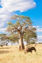 Giant tree in Tanzania towering over one of the largest land mammals in the world