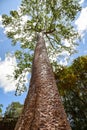 Giant tree