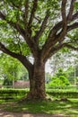 Giant Tree Royalty Free Stock Photo