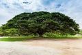 Giant Tree; Thailand Royalty Free Stock Photo