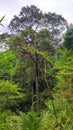 a giant tree towering high in a forest