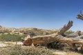 Giant tree trunk fallen in the oasis of the Namibe Desert. Africa. Angola.