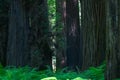 Giant tree trunks and ferns in Humboldt Redwoods State Park Royalty Free Stock Photo