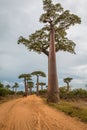 Giant Trees in Avenue de Baobab in Madagascar