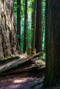 Redwood national forest hiking trail Royalty Free Stock Photo