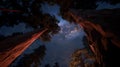 Giant Trees Reaching for the Starry Night Sky Royalty Free Stock Photo