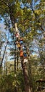 Giant trees reaching to the sky, forest, colorful bird nests decorating the trees, Izmit, Turkey