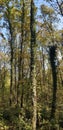 Giant trees reaching to the sky, forest, colorful bird nests decorating the trees, Izmit, Turkey