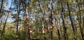 Giant trees reaching to the sky, forest, colorful bird nests decorating the trees, Izmit, Turkey