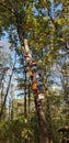 Giant trees reaching to the sky, forest, colorful bird nests decorating the trees, Izmit, Turkey