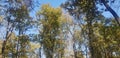 giant trees reaching to the sky, forest, izmit, turkey