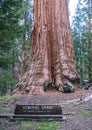Giant trees in sequoia   national park,california,usa Royalty Free Stock Photo