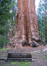 Giant trees in sequoia national park,california,usa