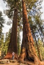 Giant trees trail at at Sequoia Forest, California Royalty Free Stock Photo