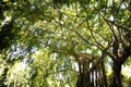 Giant Trees in Tropical Rain Forest Royalty Free Stock Photo