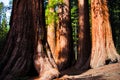 Giant Trees in Yosemite National Park,California Royalty Free Stock Photo