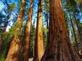 Giant Trees in Yosemite National Park,California Royalty Free Stock Photo