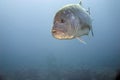 Giant trevally Royalty Free Stock Photo