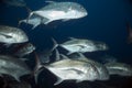 Giant trevally Royalty Free Stock Photo