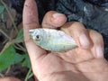 Giant trevally fish caught by fishermen Royalty Free Stock Photo