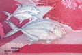 Giant trevally a portrait from Philippine peso Royalty Free Stock Photo