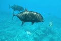 Giant trevallyFish swim underwater