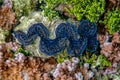 Giant Tridacna in polynesia