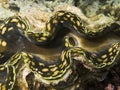 Giant Tridacna Macro