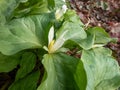 Giant Trillium (Trillium albidum or parviflorum) flowering with elfin, pure white flowers in the