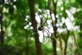 Giant Tropical Black Yellow Spider Nephila Pilipes