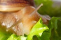 Giant tropical brown snail Achatina eating green lettuce over white background. Baby Snail akhatina with a shell macro photography Royalty Free Stock Photo
