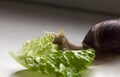 Giant tropical brown snail Achatina eating green lettuce over white background. Snail with shell. Close-up of mollusk Royalty Free Stock Photo