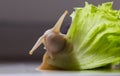 Giant tropical brown snail Achatina eating green lettuce over white background. Snail with shell. Close-up of mollusk Royalty Free Stock Photo