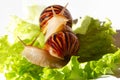 Giant tropical brown snail Achatina eating green lettuce over white background. Two Baby Snail akhatina with a shell macro Royalty Free Stock Photo