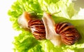 Giant tropical brown snail Achatina eating green lettuce over white background. Two Baby Snail akhatina with a shell macro Royalty Free Stock Photo