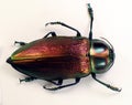 Giant tropical jewell beetle. Euchroma gigantea from Peru. Buprestidae